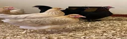 Chickens poultry for sale: Various Point of Lay Female Chickens - Advert 2