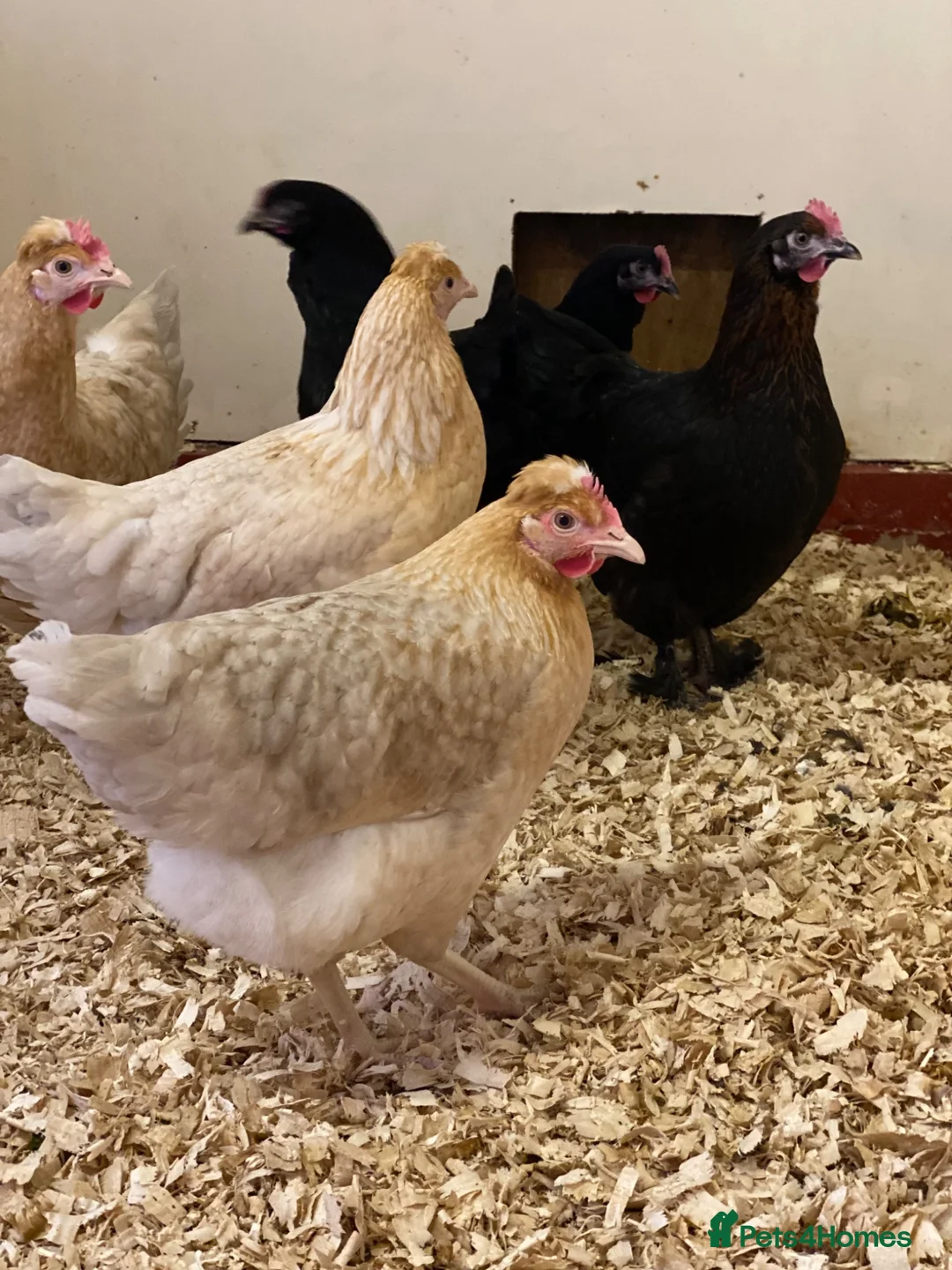 Chickens poultry for sale: Various Point of Lay Female Chickens - Advert 2