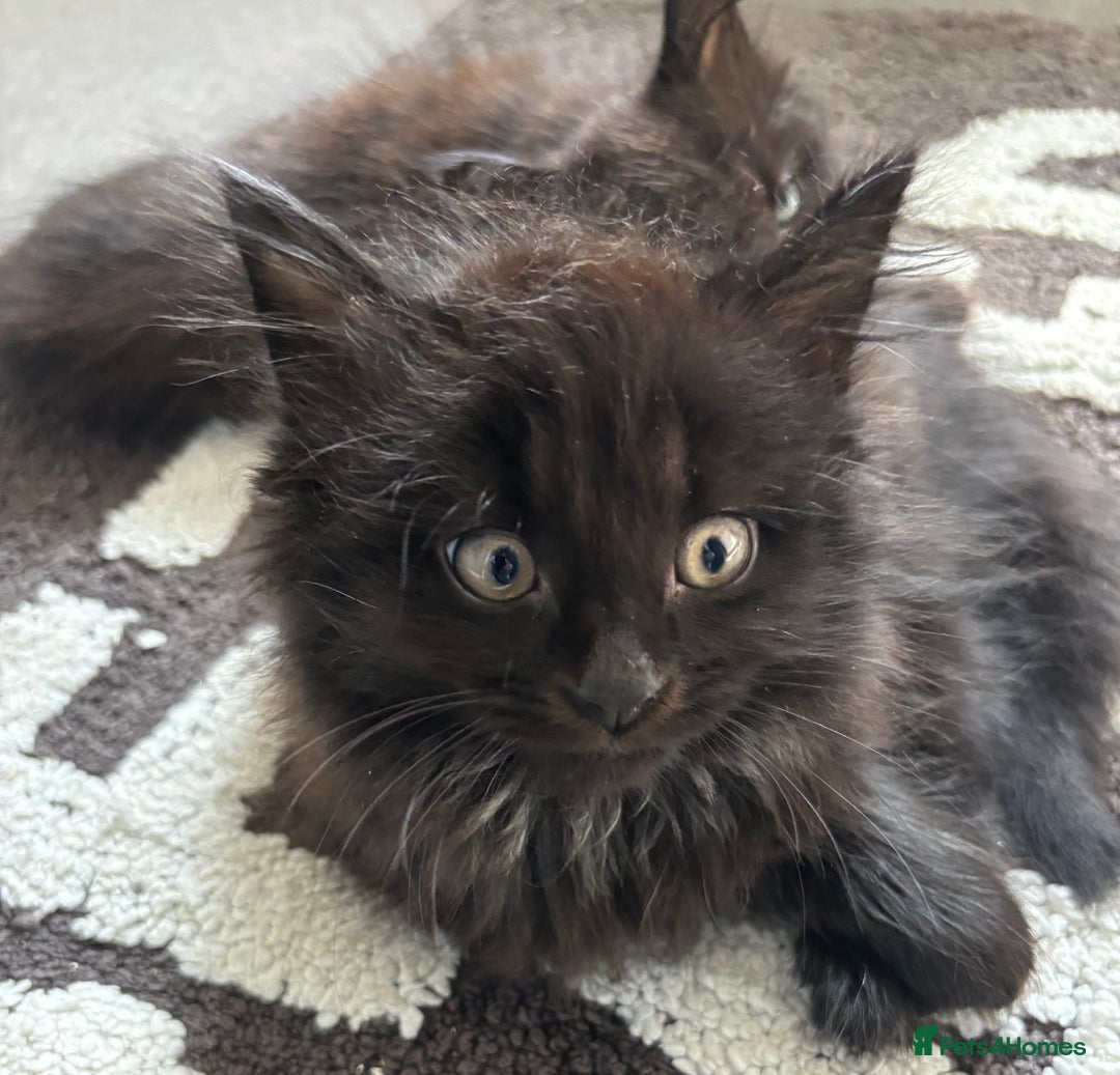 Mixed Breed cats for sale: 2 fluffy girls for sale - Image 7