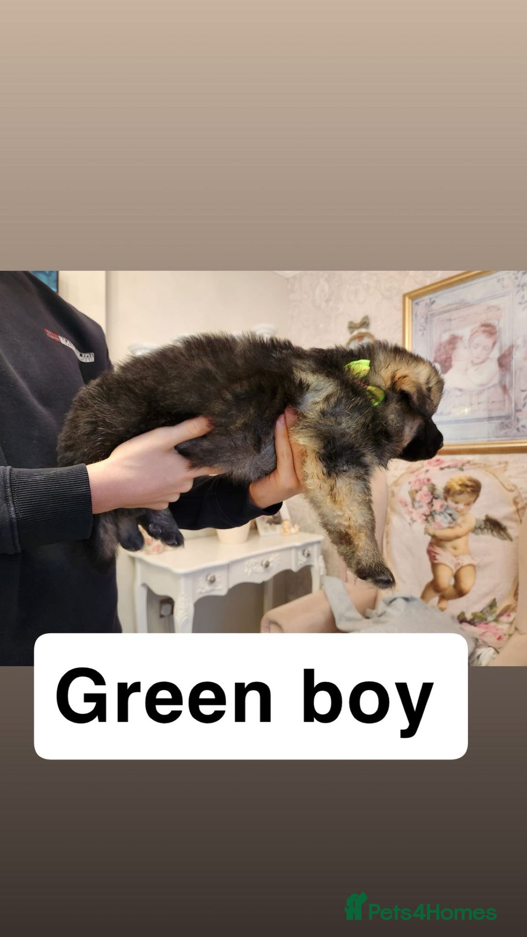 German Shepherd dogs for sale: Medium haired German shepherd pups  - Advert 8