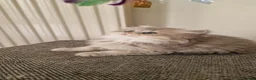 British Shorthair cats for sale: 🌟GCCF registred kittens 🌟 - Advert 18
