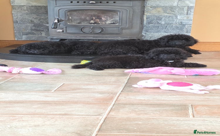 Miniature Poodle dogs - Advert 1