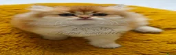 British Shorthair cats for sale: TICA registered golden pedigree kittens  - Advert 13