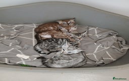 Bengal cats for sale: Stunning Bengal kittens - Image 5