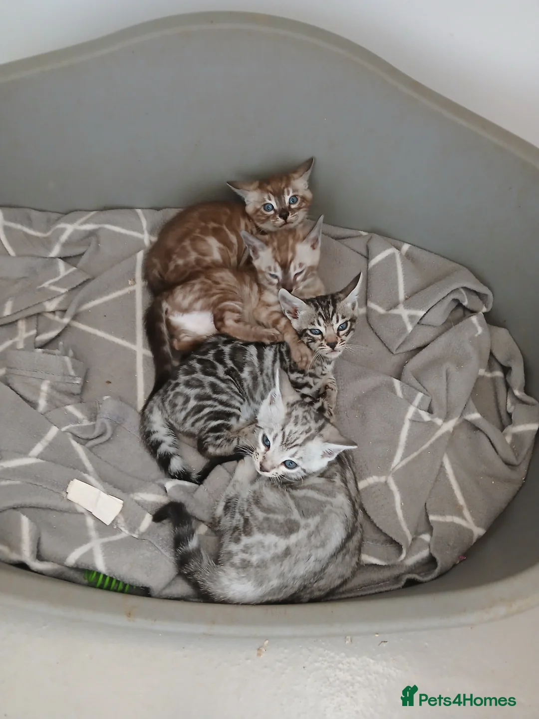 Bengal cats for sale: Stunning Bengal kittens - Advert 4