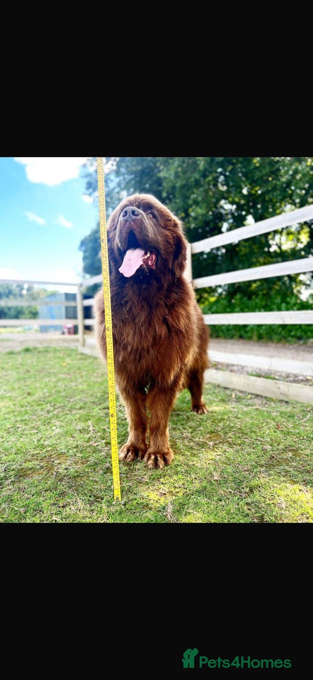 Newfoundland dogs for sale: 💙‘Maximus’ by name ‘Maximus’ by nature 💙 - Advert 5