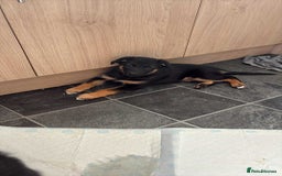 German Shepherd dogs for sale: 2 German Shepherd females puppies  - Image 1