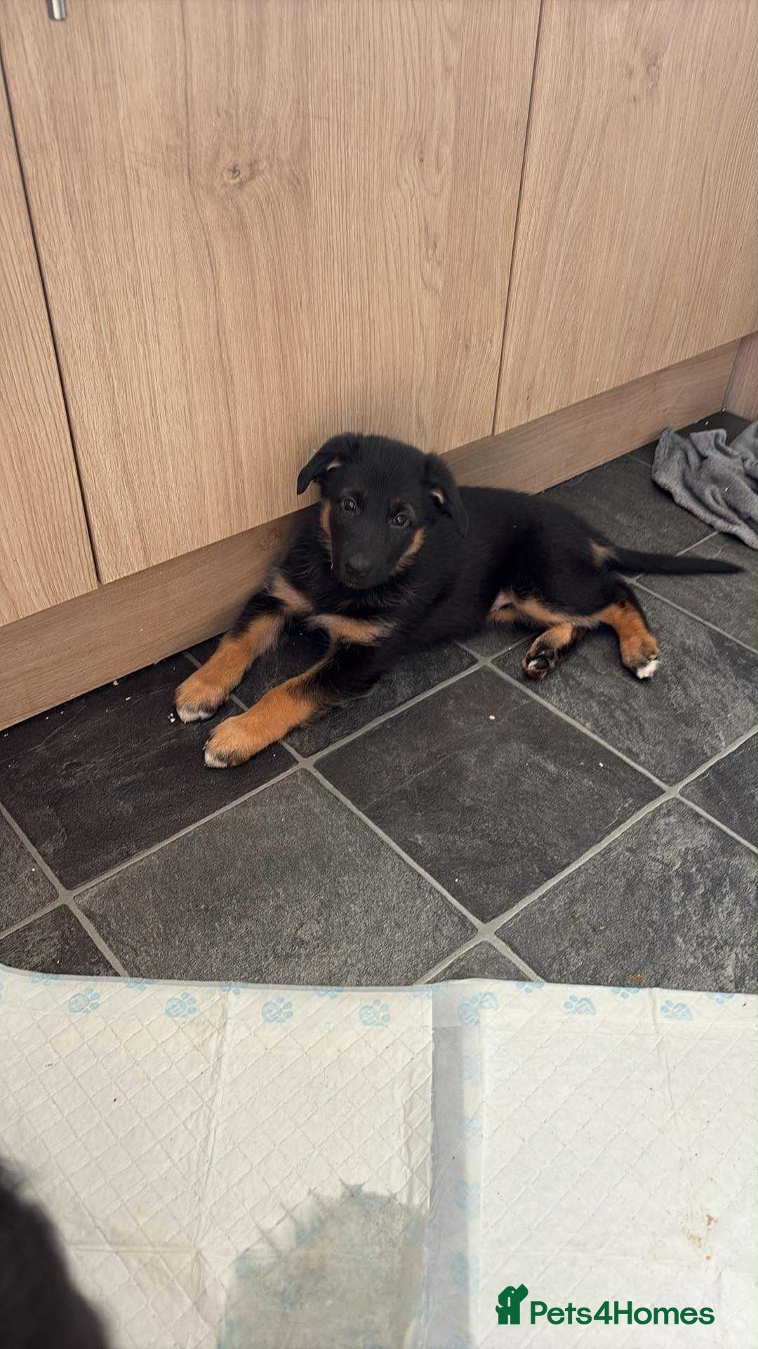 German Shepherd dogs for sale: 2 German Shepherd females puppies  - Image 1