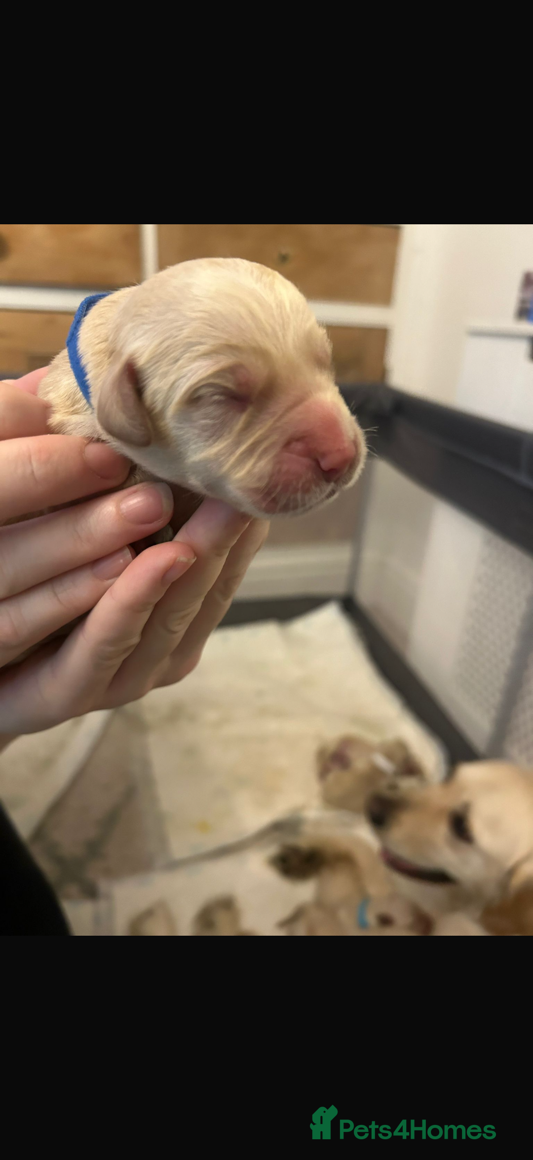 Goldador dogs for sale: 8 beautiful golden retriever x red lab puppies  - Advert 22