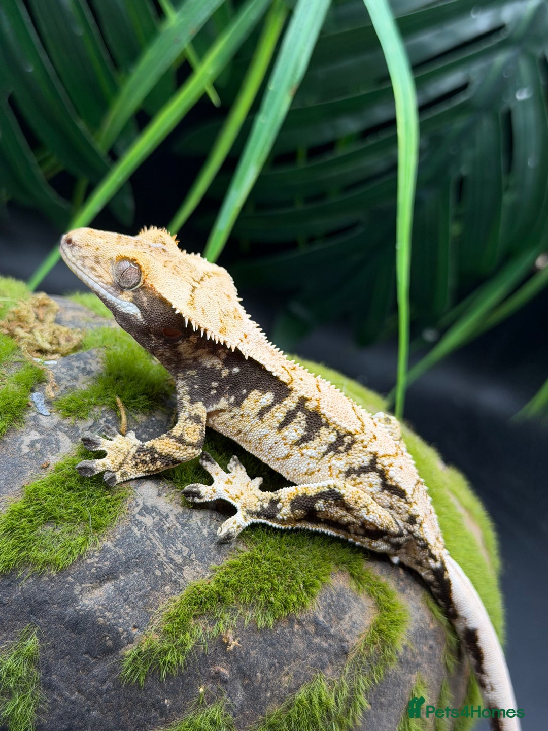 Gecko reptiles for sale: 💥🌊Various geckos for sale message for prices ✅ - Advert 5