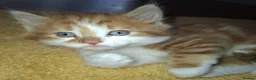 British Longhair cats for sale: 2 Beautiful Longhaired Kittens 1 Male 1 Female. in Dudley - Advert 5