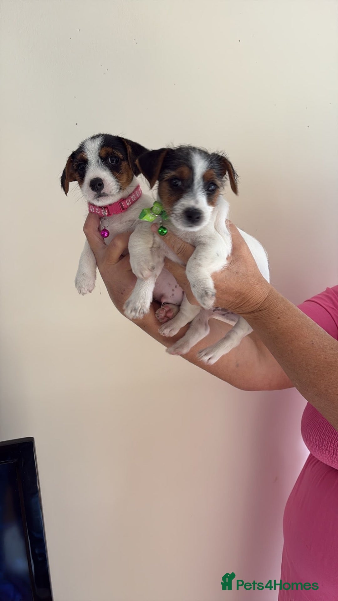 Jack Russell dogs Jack Russell puppies  - Advert 1