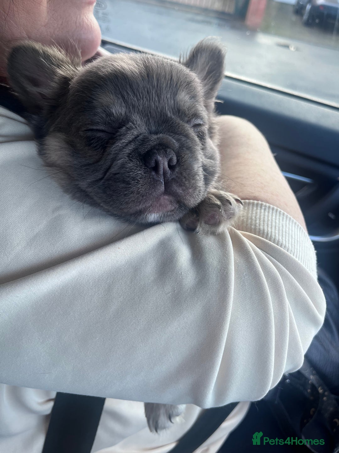 French Bulldog dogs for sale: Fluffy French bulldog for sale  - Advert 2