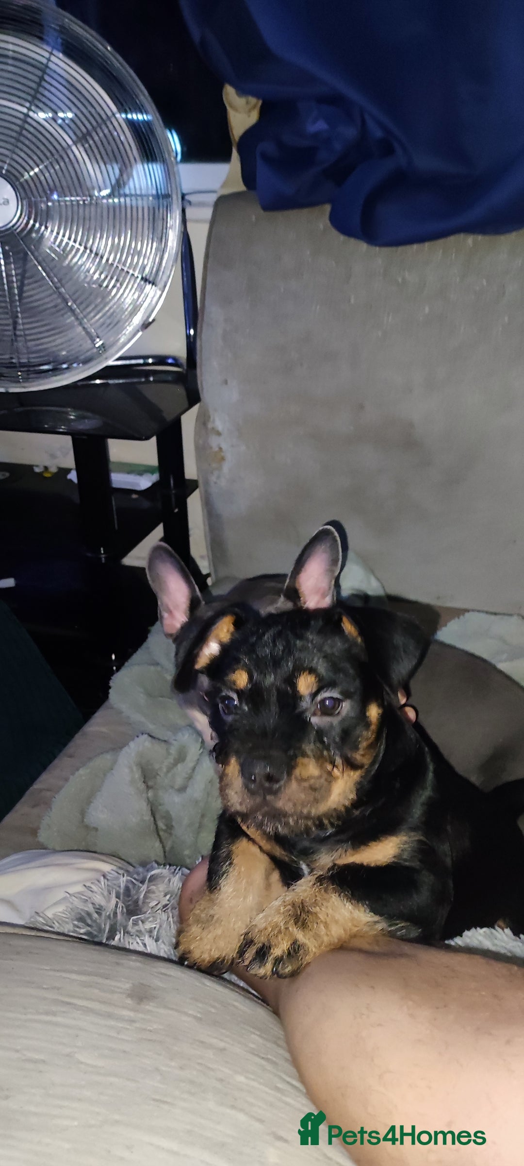 Mixed Breed dogs for sale: Micro/Pocket American, French Bullies (Exotic)  - Advert 4