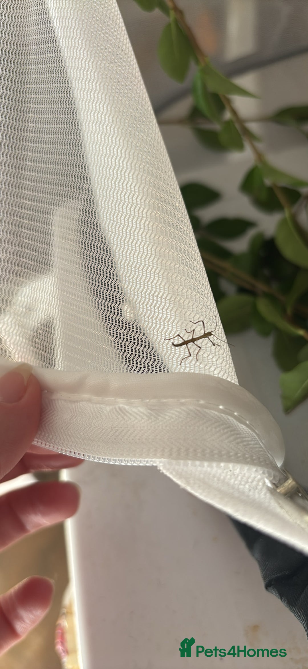 Stick Insects invertebrates for sale: Indian stick insects - Image 2