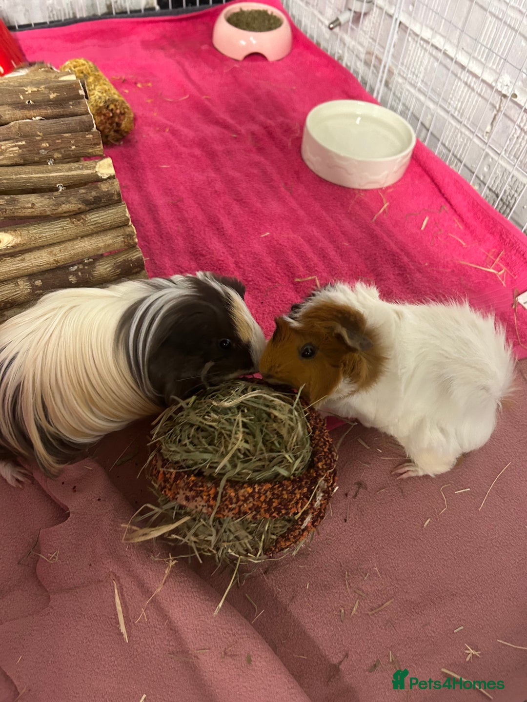 Guinea Pig rodents for sale: 4 guinea pigs  - Image 6