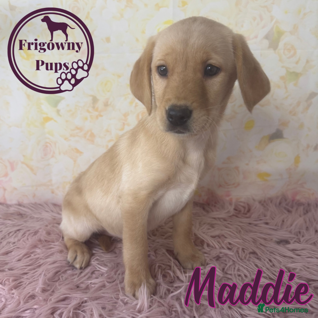 Labrador Retriever dogs for sale: Adorable KC Reg Labrador Puppies *Ready Now* - Image 15