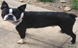 Boston Terrier dogs for sale: 🌟High Quality chunky KC Boston Terrier Puppies🌟 - Image 12