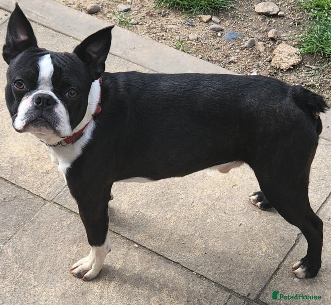 Boston Terrier dogs for sale: 🌟High Quality chunky KC Boston Terrier Puppies🌟 - Image 12