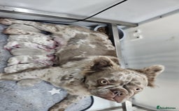 French Bulldog dogs for sale: French Bulldog Visual fluffies - Advert 3