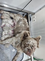 French Bulldog dogs French Bulldog Visual fluffies - Advert 5