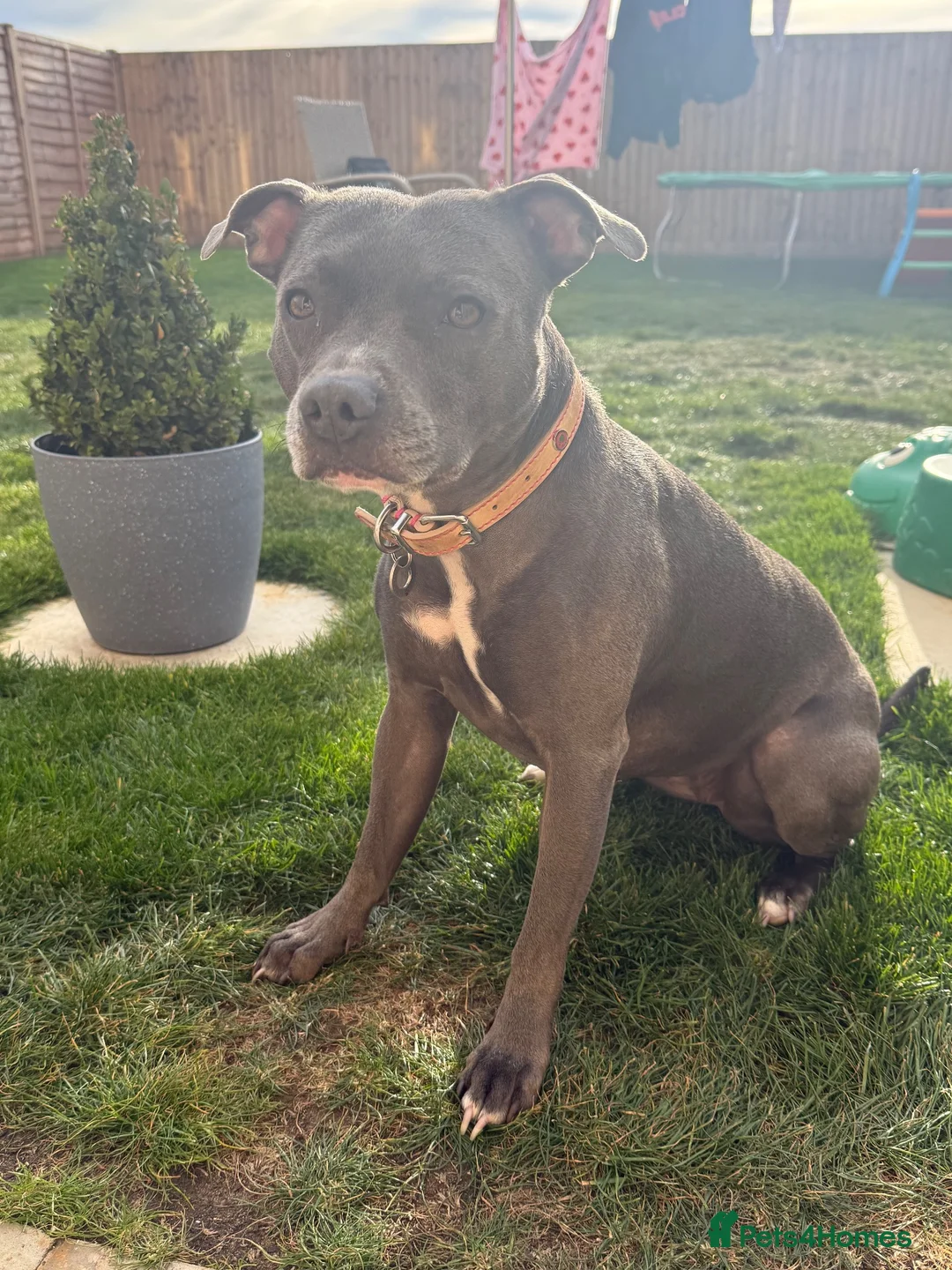 Staffordshire Bull Terrier dogs for sale: Female Staffordshire bull terrier  in Woodhall Spa - Advert 2