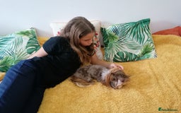 Yorkshire Terrier dogs for adoption: 💙🐶 COCO 🐶💙 - Image 4