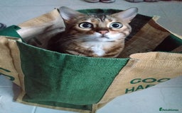 Bengal cats for sale: Bengal female indoors cat. - Image 4