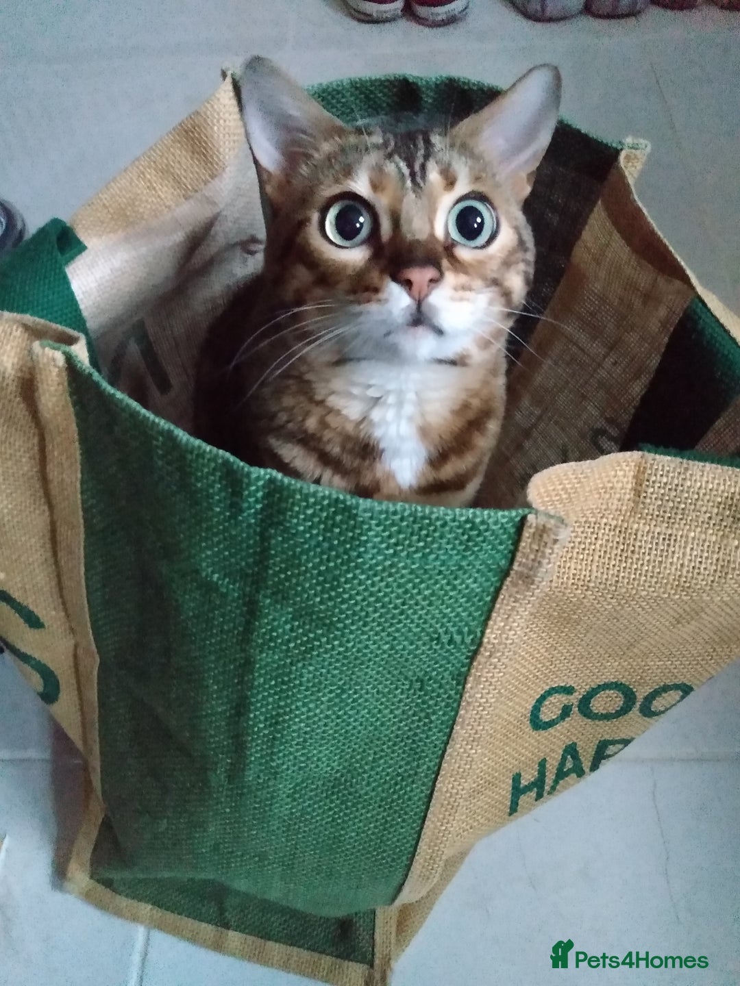 Bengal cats for sale: Bengal female indoors cat. - Image 4