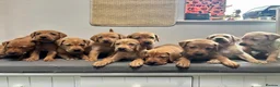 Labrador Retriever dogs for sale: 10 adorable fox red Labrador puppies  - Advert 10
