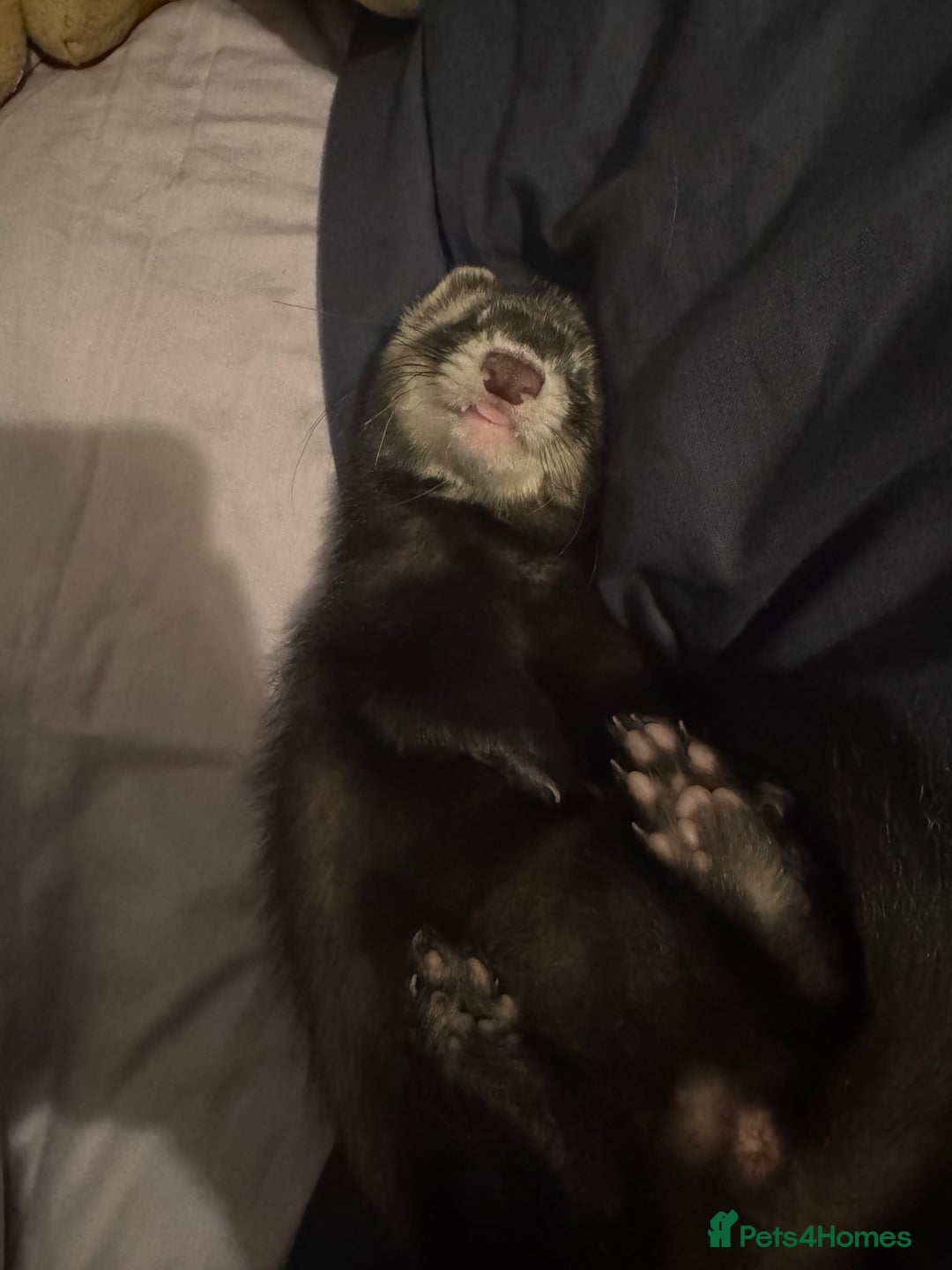 Ferret rodents for sale: bonded ferrets   - Advert 14