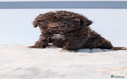Lagotto Romagnolo dogs for sale: Brilliant litter of Lagotto  in Lockerbie - Image 11