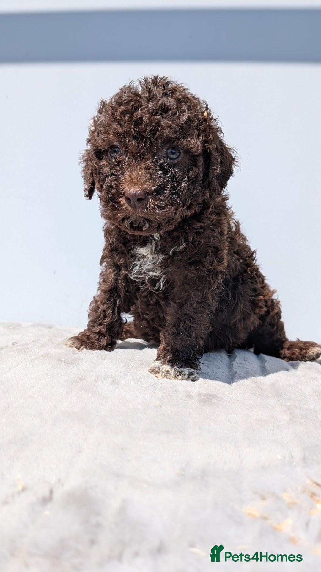 Lagotto Romagnolo dogs for sale: Brilliant litter of Lagotto  in Lockerbie - Image 11