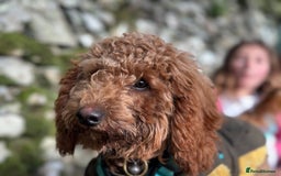 Cavapoo dogs for sale: Poppy,  beautiful  Red Cavapoo - Image 3