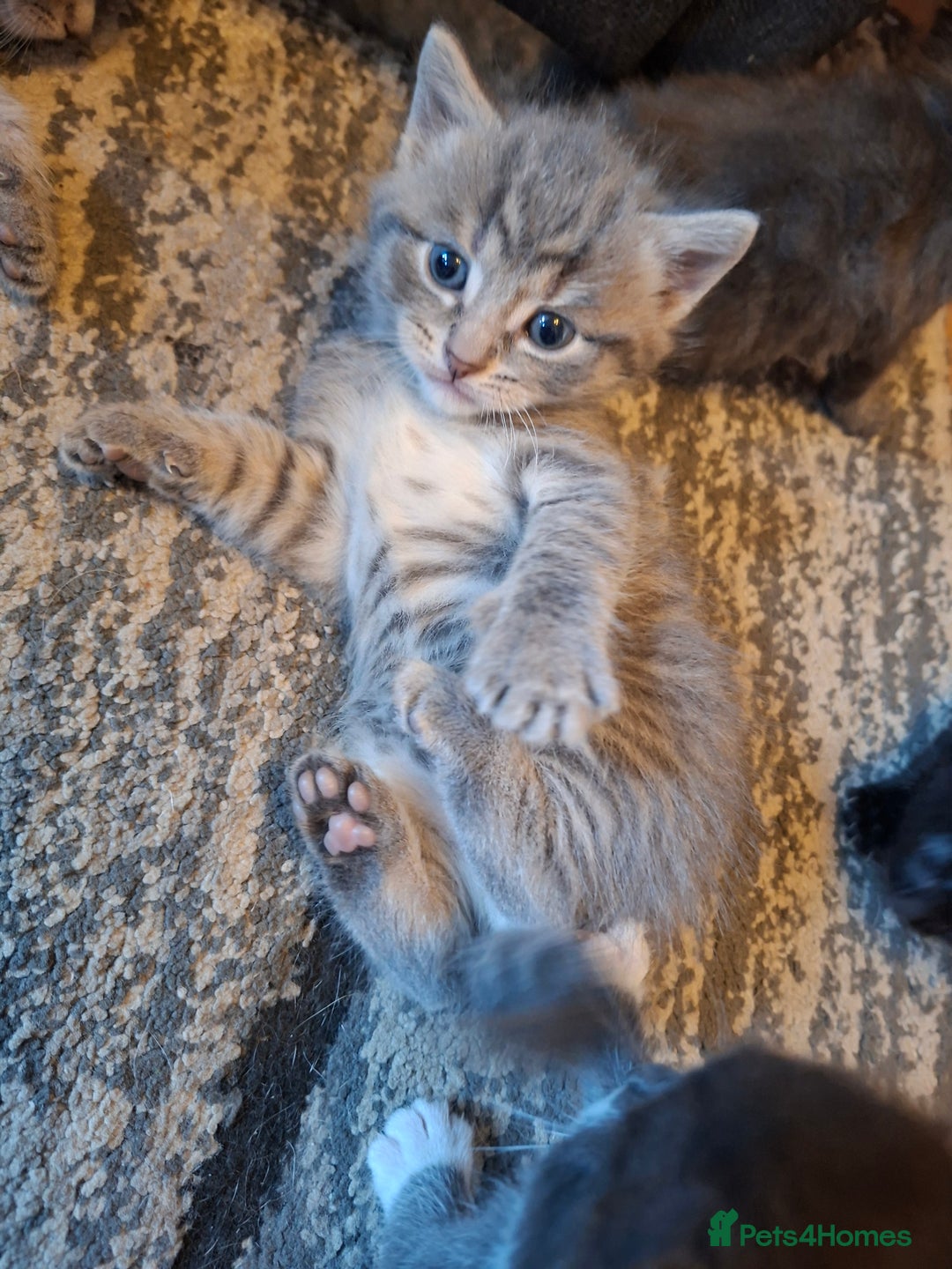 Mixed Breed cats for sale: Gorgeous boy ready for his new home - Image 2