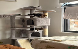 Siamese cats for sale: Lynx point Siamese  - Image 4