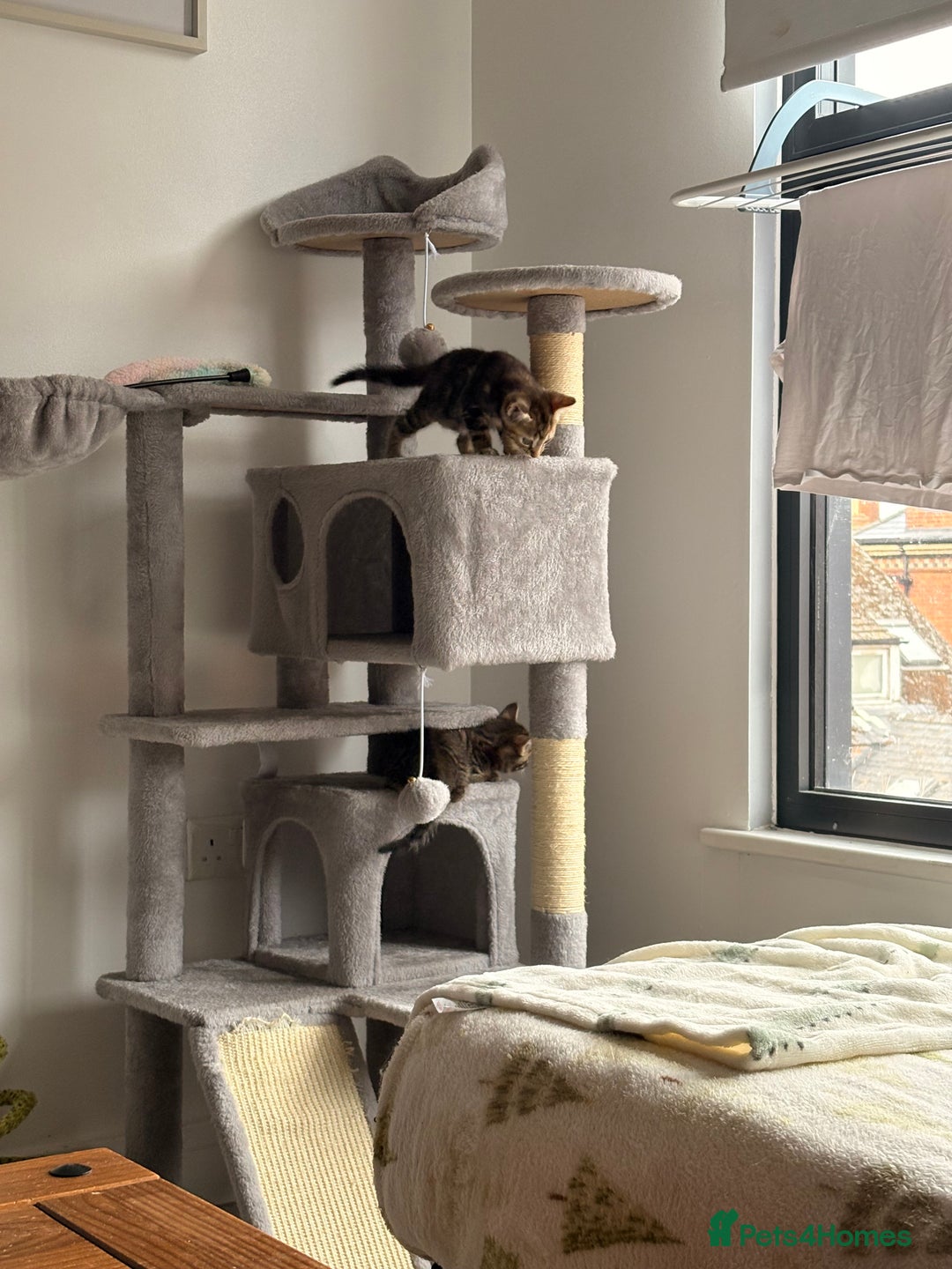Siamese cats for sale: Lynx point Siamese  - Image 4