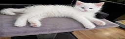 Maine Coon cats for sale: Maine Coon Kittens World Champion Bloodlines - Advert 9