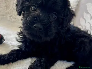 Mixed Breed dogs 🐾🐶Adorable Cavaschnauzer Pups 🐶🐾 - Advert 3