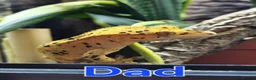 Gecko reptiles for sale: Dalmatian Crested Gecko Girl in Stockport - Advert 8
