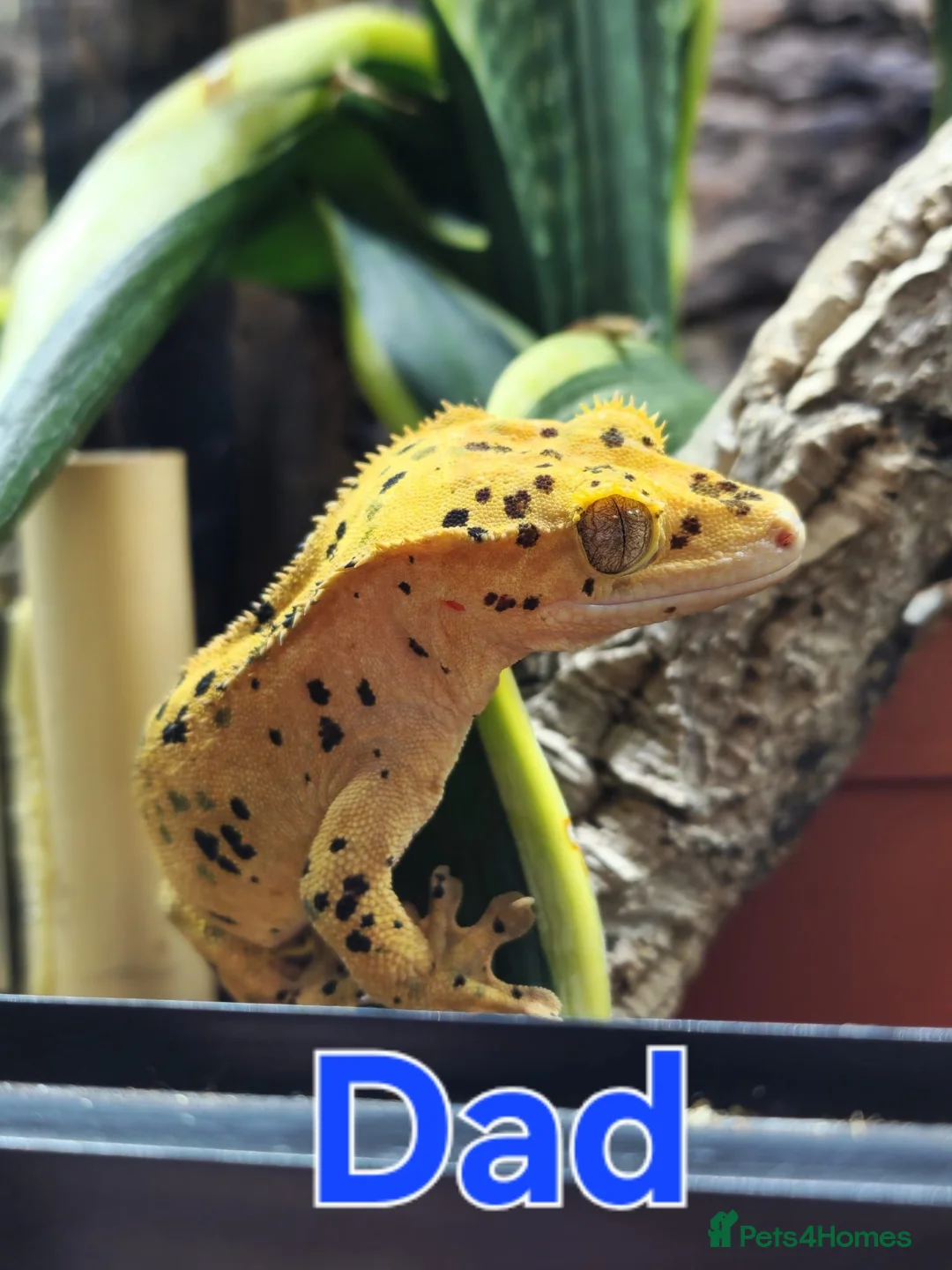Gecko reptiles for sale: Dalmatian Crested Gecko Girl in Stockport - Advert 8