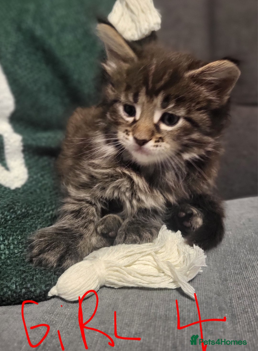 Maine Coon cats for sale: Beautiful Maine coon kitten girls  - Advert 1