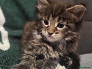 Maine Coon cats Beautiful Maine coon kitten girls - Advert 1