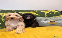 Cockapoo dogs for sale: F1 cocapoos - Image 1