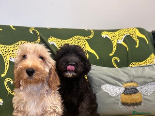 Cockapoo dogs - Advert 13