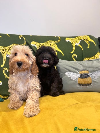 Cockapoo dogs - Advert 15