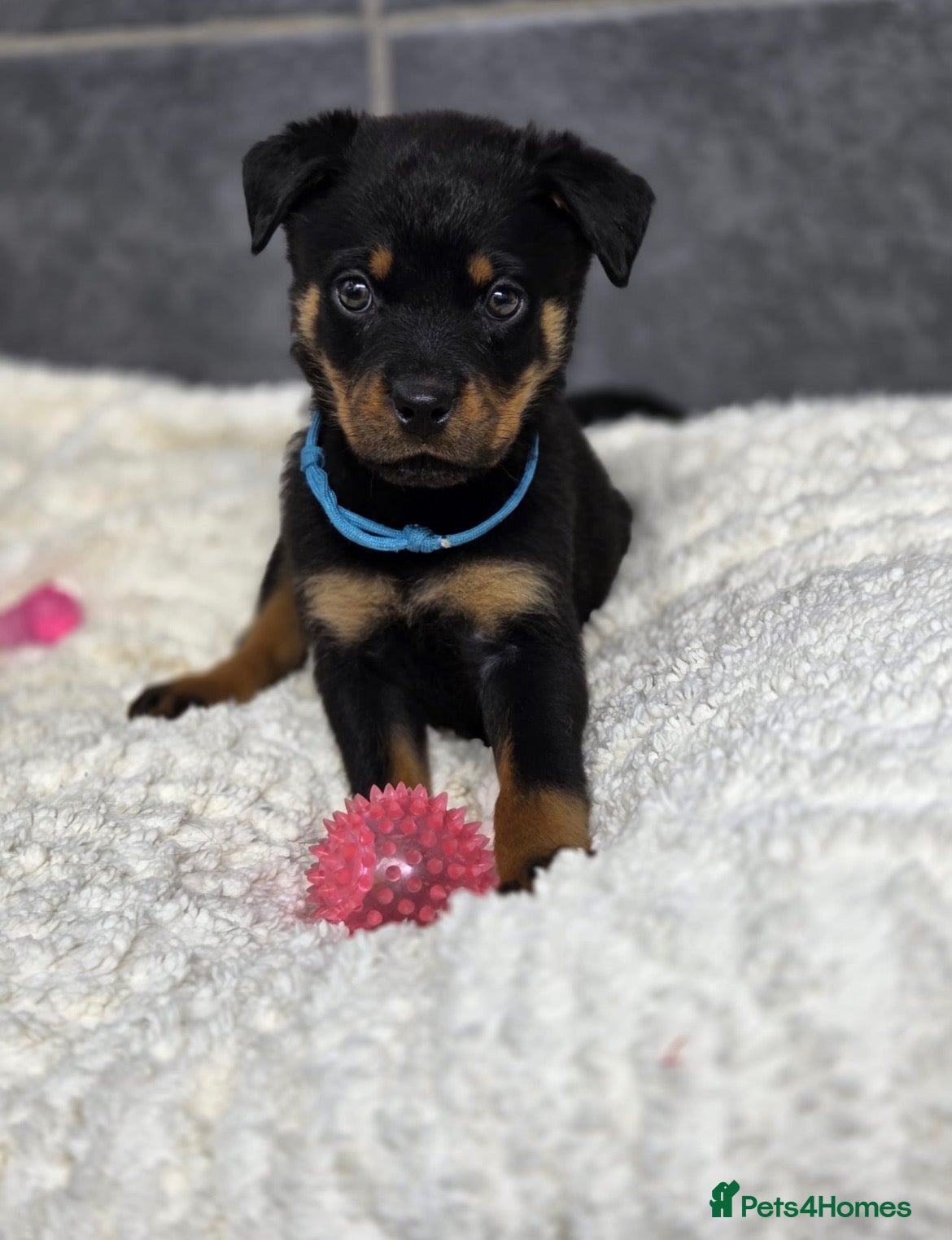 Rottweiler dogs Stunning Rottweiler pups - Advert 1