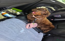 Dachshund dogs for sale: Beautiful 4-5yr old brown dachshund - Image 3