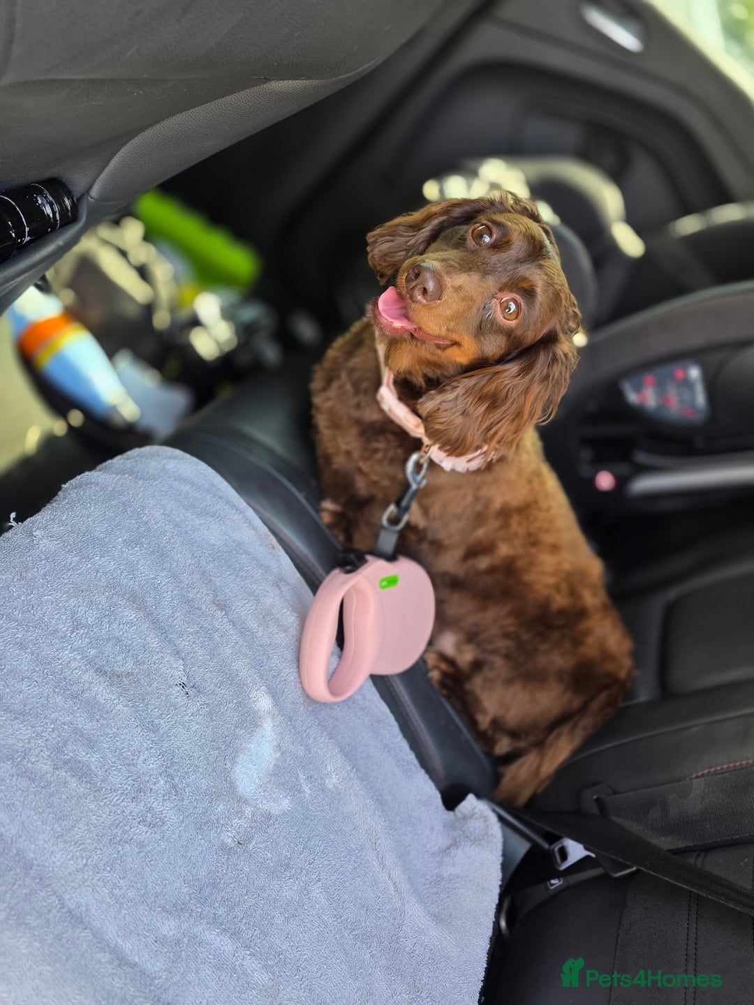 Dachshund dogs for sale: Beautiful 4-5yr old brown dachshund - Image 3