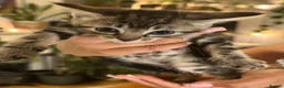 Mixed Breed cats for sale: 6 Beautiful Kittens Available  - Advert 22